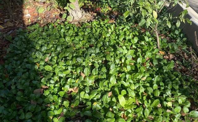 香颂|整治“私家菜园”，宝山这个社区让文明更进一步！