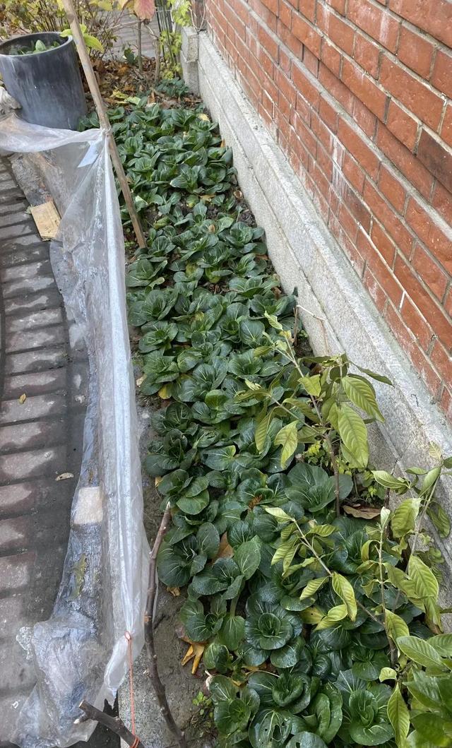 香颂|整治“私家菜园”，宝山这个社区让文明更进一步！