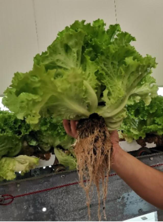 萝卜叶|芹菜、生菜、卷心菜……这些菜根别再扔了!学会这些水培技巧,最快一周就能吃上自己种的蔬菜啦