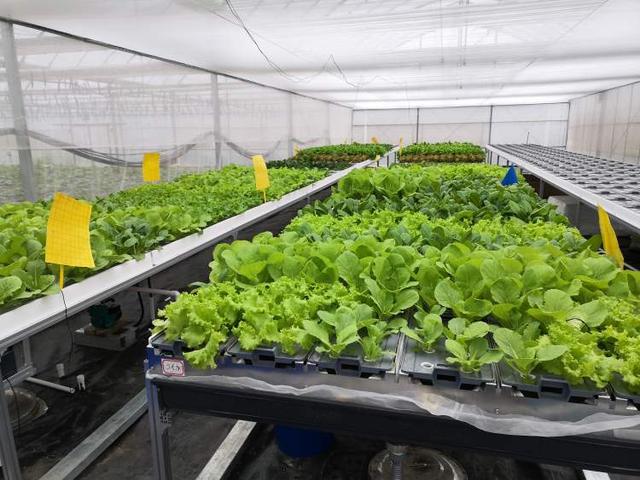 萝卜叶|芹菜、生菜、卷心菜……这些菜根别再扔了!学会这些水培技巧,最快一周就能吃上自己种的蔬菜啦