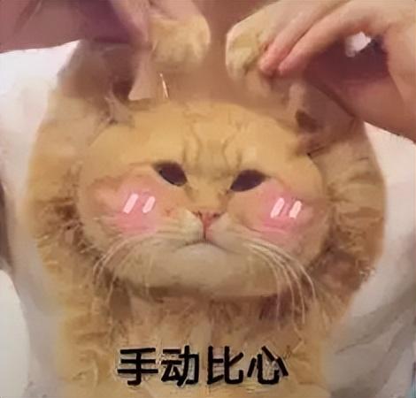 宠物领养|上海一对老夫妻举竹竿投喂“独居”猫咪!首个“动物方舱”来了!疫情下的毛孩子有救了