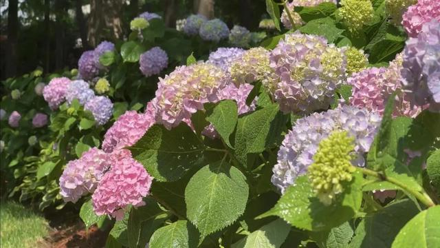 绿化养护|绿化养护复工复产人员已达半数,满屏姹紫嫣红“植”为等你归来