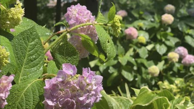 绿化养护|绿化养护复工复产人员已达半数,满屏姹紫嫣红“植”为等你归来