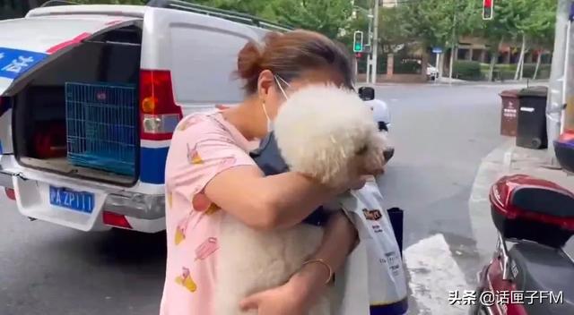 毛孩子|泪目,“毛孩子”回家了!上海首个动物方舱的18只宠物狗出舱