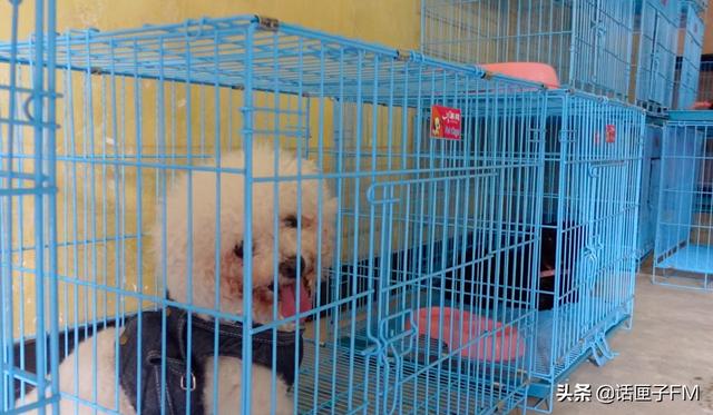 毛孩子|泪目,“毛孩子”回家了!上海首个动物方舱的18只宠物狗出舱