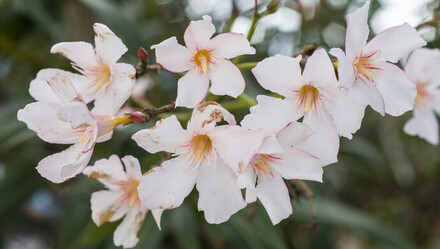科普|为拍出“氛围感”,女孩含夹竹桃后中毒!网友:安陵容的话要信......
