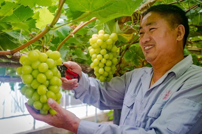 身份证|每串果子都有专属“身份证” 马陆葡萄节来了