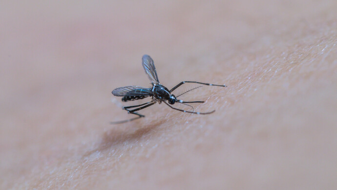 被拍|被拍扁在墙上的蚊子,竟成了犯罪现场的“目击证人”!