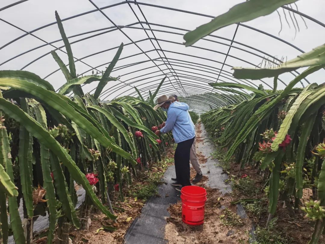 嫩滑|香甜、嫩滑!上海人注意!本地火龙果大丰收!