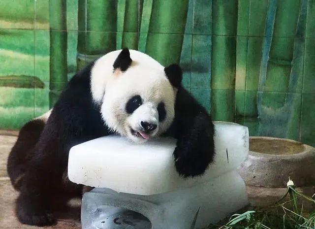 食用冰块|盛夏光年,上海人的吃冰热情在升温!