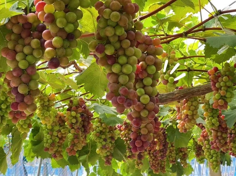 地产|上海人注意!超甜预警!沪郊果园采摘大合集!