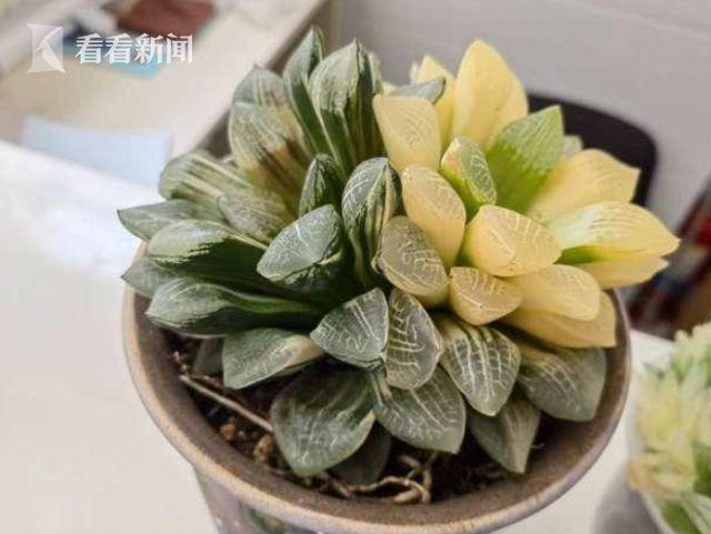 多肉植物|价值十万的多肉被偷花贼养死 多肉真有这么贵?
