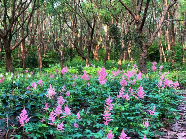 园方|快看！沪上公园首个“落新妇”特色专类园在这里