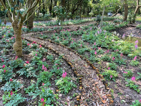 园方|快看！沪上公园首个“落新妇”特色专类园在这里