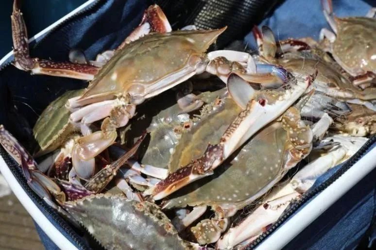 现代农业|梭子蟹这些做法,能让你鲜到上头 |市消保委现代农业办