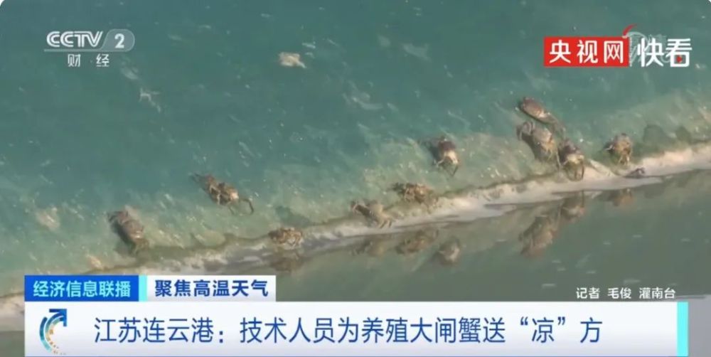 轮叶黑藻|水面温度超35℃,大闸蟹热死热瘦,恐涨价20%