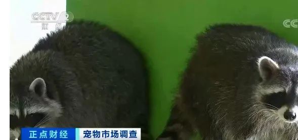 羊驼|太火爆!这类店铺,客流量暴增!人均消费百元起步!20-30岁用户占六成!你去过吗?