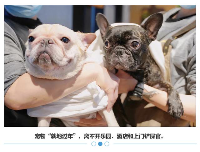 喂养|拼了一年的「打工人」，花3000元让猫狗就地过年