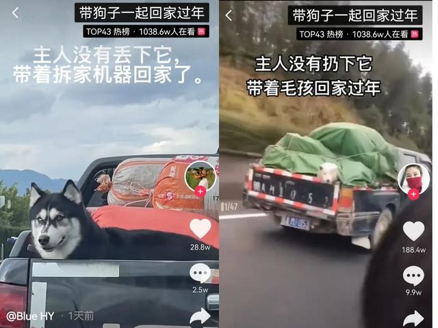 喂养|拼了一年的「打工人」，花3000元让猫狗就地过年