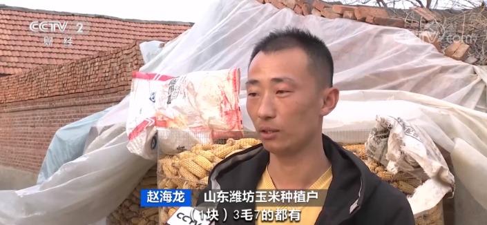 玉米价格|收购价一天一变!玉米价格大涨 贸易商提价收粮!还会继续涨吗?