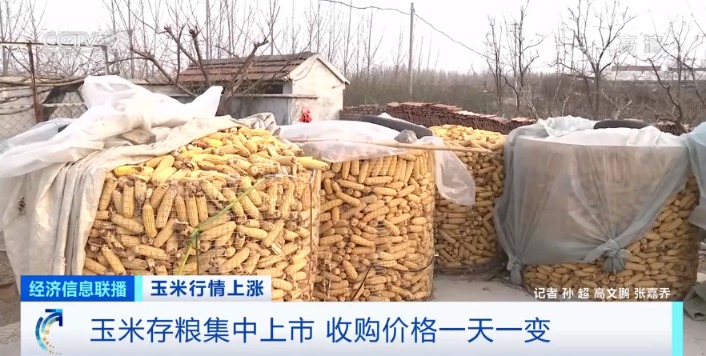 玉米价格|收购价一天一变!玉米价格大涨 贸易商提价收粮!还会继续涨吗?
