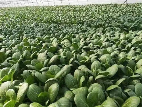 食物储存|线上买菜难？看这里！附食物储存攻略