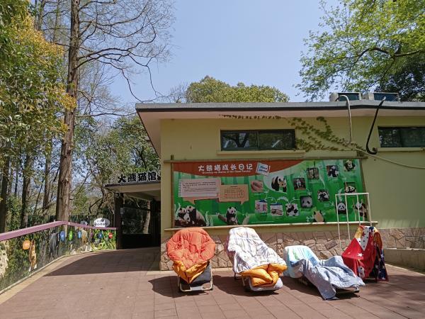 上海动物园|关闭两周,动物园断供?100多名工作人员“寸步不离”,菜早囤好了