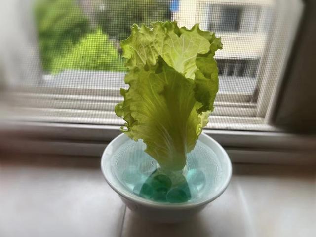 蔬菜瓜果|水培循环吃,延长保存期……查收这份蔬菜“使用”大法
