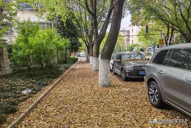 蛋饼|复商复市进行时:身边的蛋饼摊、小菜场回来了!记者实地探访