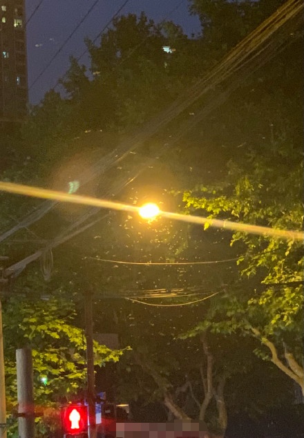 白蚁防治|上海一夜白蚁分飞，可以用杀虫剂吗？怎么打求助电话？业内人士解读→