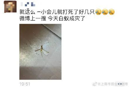 白蚁防治|上海一夜白蚁分飞，可以用杀虫剂吗？怎么打求助电话？业内人士解读→