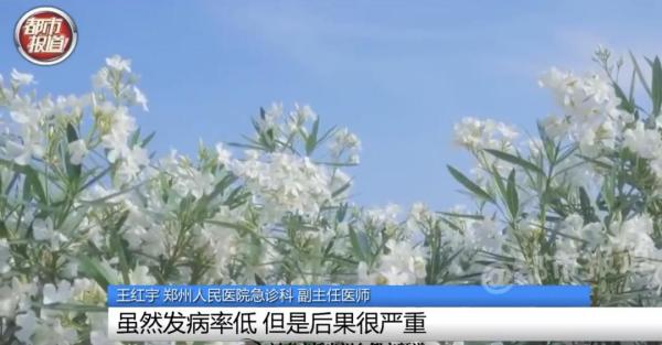 科普|为拍出“氛围感”,女孩含夹竹桃后中毒!网友:安陵容的话要信......