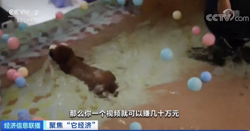 让狗狗|2500亿元的大市场!1个视频就能赚几十万元?!“它经济”火了