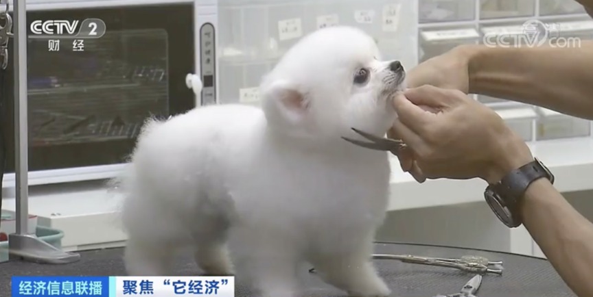 让狗狗|2500亿元的大市场!1个视频就能赚几十万元?!“它经济”火了