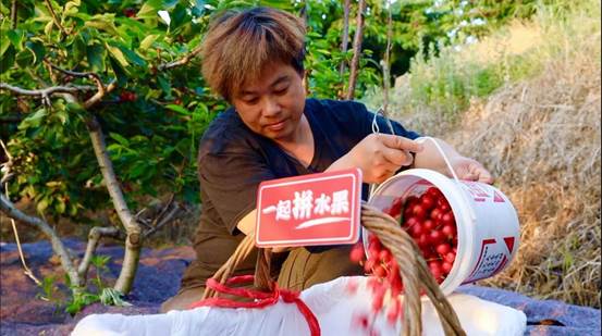 为保障果实新鲜，凌晨4点左右，张格庄镇的大樱桃已完成采摘，现摘现发，与时间赛跑。  摄影：薛童