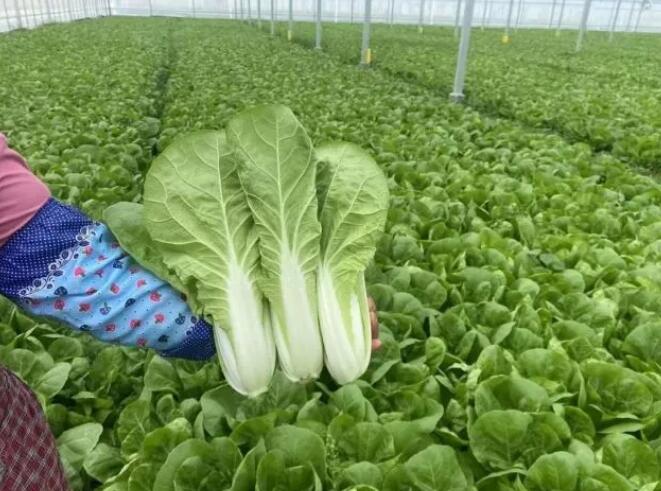 蔬菜品质|叮咚、盒马又运力紧张了?看完你就知道原因了