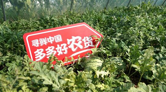 瓜商|每天拍瓜上万个，验瓜师执着“抓品控”打响夏邑品牌