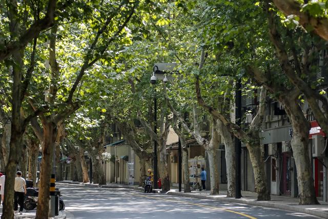 穹顶|夏日“空调路”,林荫道里藏着的小清新