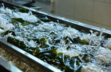 |东边不亮西边亮 荣成深海小海带借势电商平台异军突起