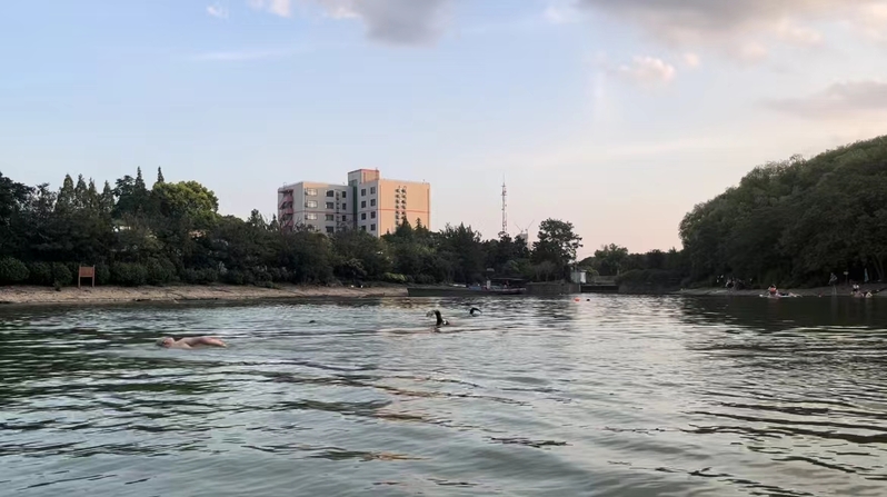 野生|杨浦嘉定多处水域成“野泳胜地”:有人翻栅栏进入,但同时溺亡事件不断……