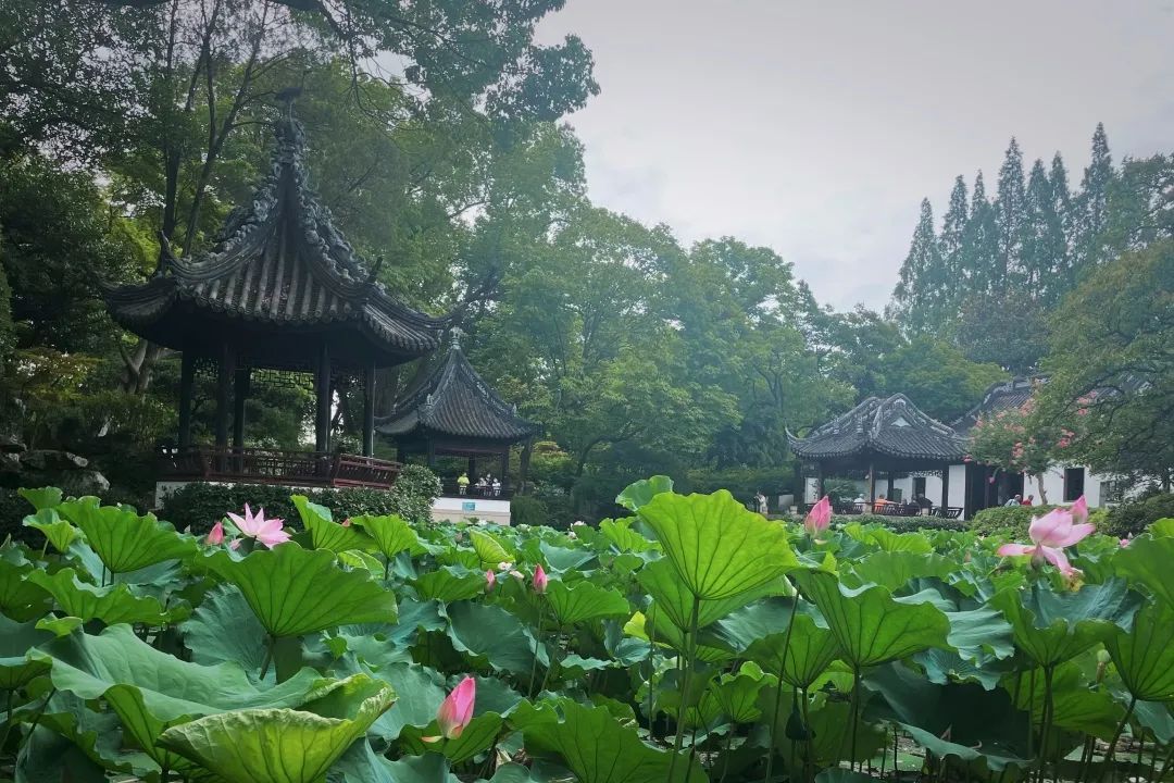 景别|上海曲水园将于8月1日起免费开放!这片夏日美景别错过~