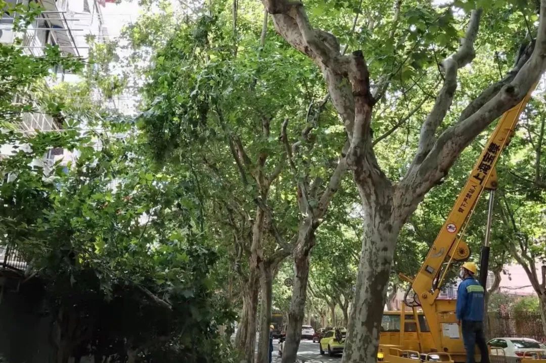 夏木|夏木茂盛影响采光,宝山绿容 “剪”除居民夏日烦恼