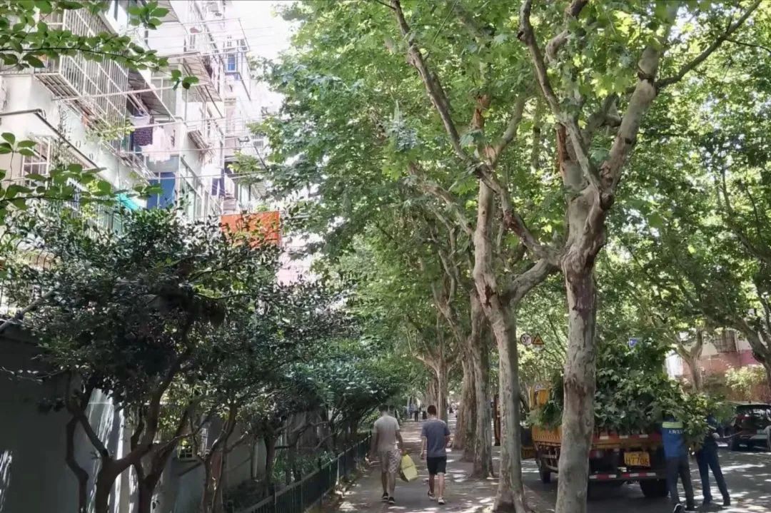 夏木|夏木茂盛影响采光,宝山绿容 “剪”除居民夏日烦恼
