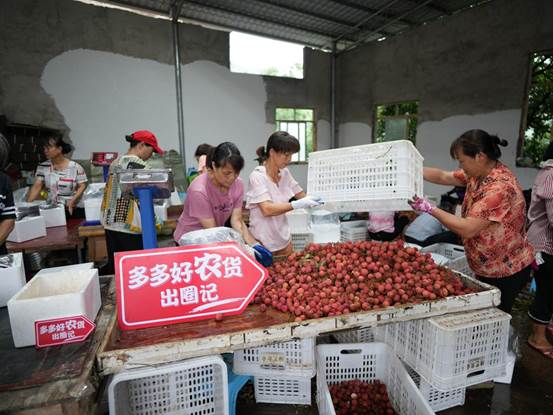 每年荔枝季，安玲灵的仓库需要50多本地人打包、发货等。