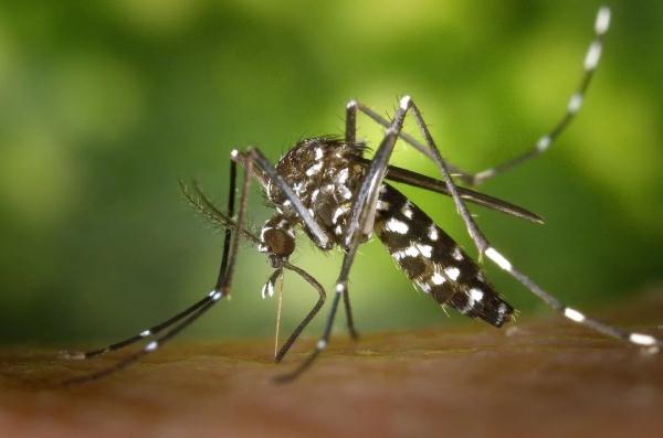 注意！上海蚊虫密度将达全年高峰，看到这种蚊子要特别当心