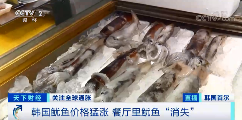 鱿鱼|“离家出走”的鱿鱼!这里鱿鱼价格猛涨,捕捞量骤降六成!它们都去哪儿了?