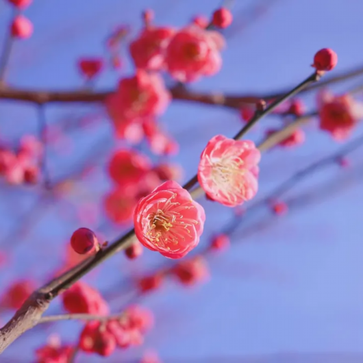 崇明|上海人不能离沪？崇明春季浪漫之旅全指南！