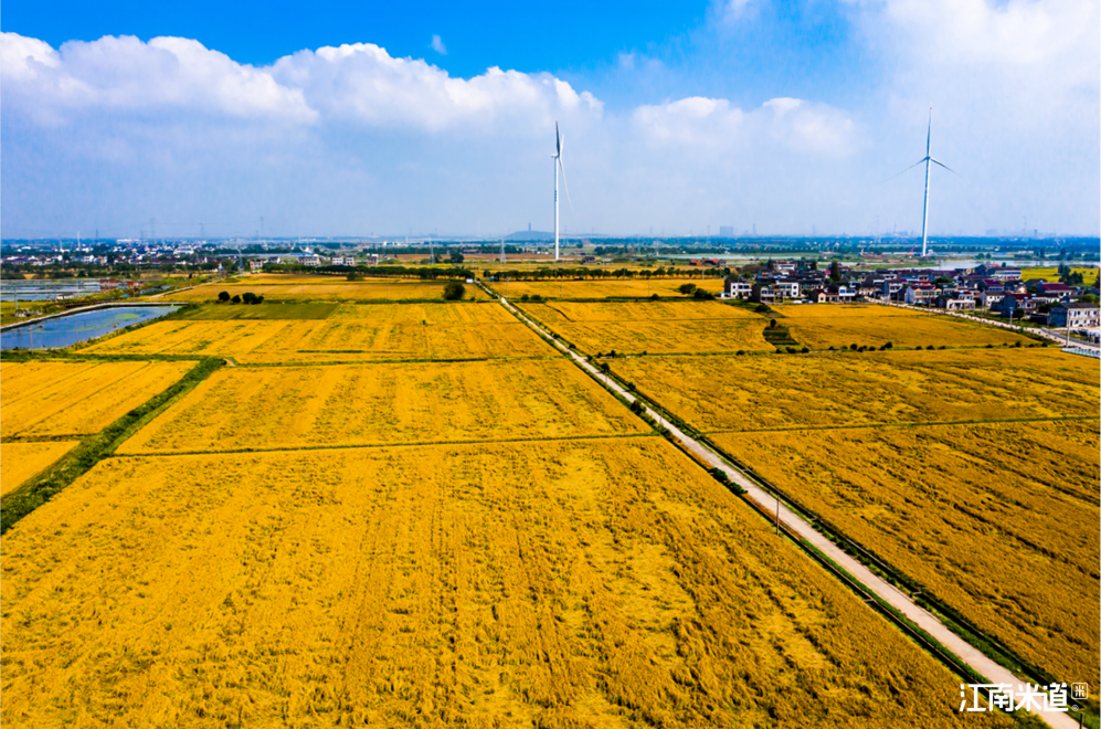 |健康生活 ,从一碗适合你的米饭开始