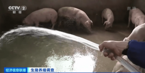 康蔚祥|生猪价格连降6周,养一头猪亏四五百元,猪肉“白菜价”还将持续业内人士分析