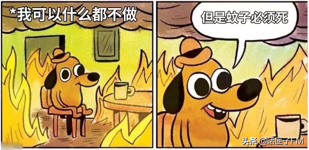 灭蚊|错过最佳控制期,“今年上海的蚊子真是绝了”,家庭灭蚊该怎么做?